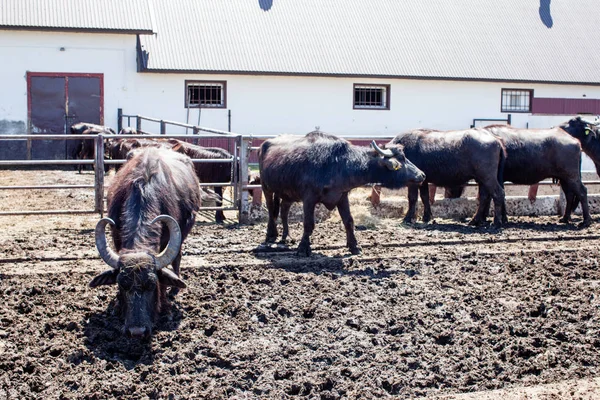 Buffaloes en una granja lechera en el día soleado —  Fotos de Stock