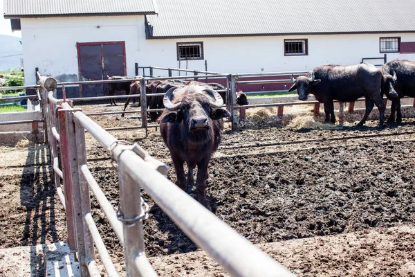 Buffalos em uma fazenda de laticínios no dia ensolarado — Fotografia de Stock