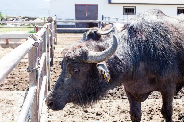 Buffaloes en una granja lechera en el día soleado —  Fotos de Stock