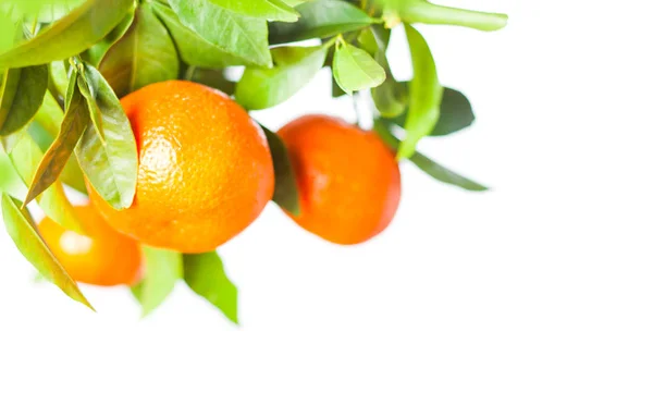 Citrus frukter växer på träd isolerade på en vit bakgrund — Stockfoto