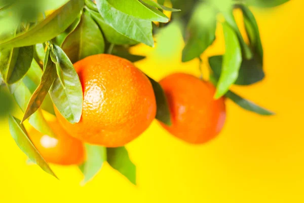 枝のオレンジ木の上に成長する柑橘類の果実。白で隔離 — ストック写真