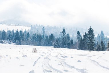 Sis ve ladin ormanı ile kış manzara