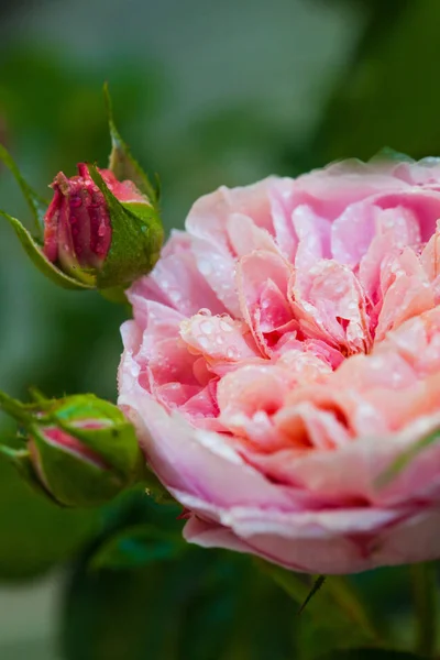 Rose Desdemona, uma rosa inglesa de David Austin — Fotografia de Stock