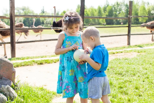 Los niños estudian un huevo de avestruz en una granja de avestruces —  Fotos de Stock