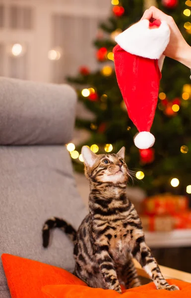 Weihnachtskatze mit roter Nikolausmütze — Stockfoto