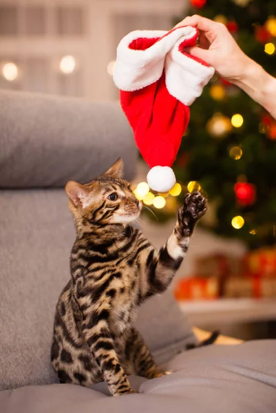 Рождественская кошка в красной шляпе Санта-Клауса — стоковое фото
