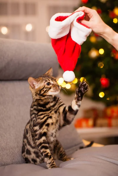 Weihnachtskatze mit roter Nikolausmütze — Stockfoto