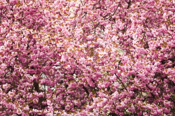 Hermosas flores de sakura como un fondo de flores patrón —  Fotos de Stock