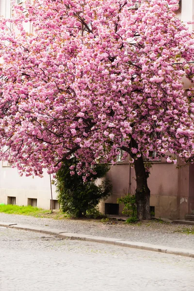 Belas flores de cerejeira, árvore de primavera na rua — Fotografia de Stock