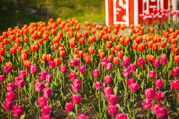 フィールド上のチューリップのオランダの花束の風景 — ストック写真