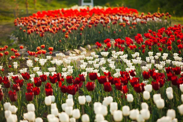 フィールド上のチューリップのオランダの花束の風景 — ストック写真