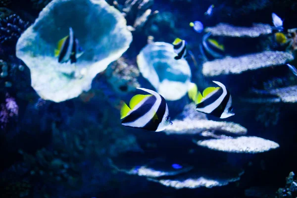 Amazing coral reef aquarium moment, underwater life