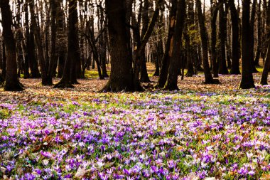 Milli parkta safran çiçekleri çiçek açtı