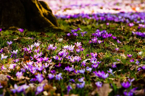 Saffron flowers blossom in the National park — Stock Photo, Image
