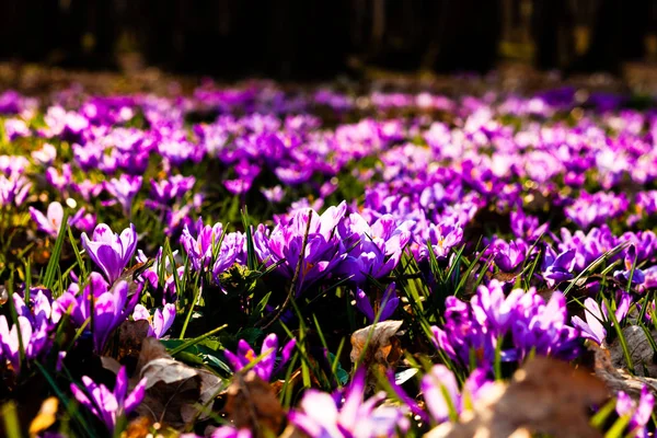 Saffron flowers blossom in the National park — Stock Photo, Image