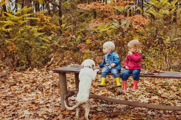 Babies and doggy in the autumn park — Stock Photo, Image