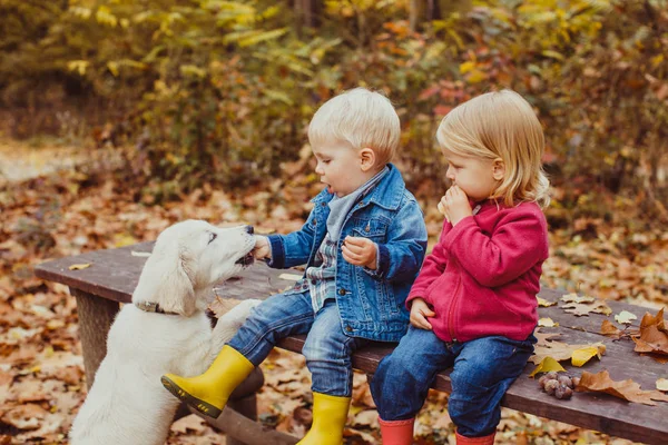 Bebês e cachorrinho no parque de outono — Fotografia de Stock