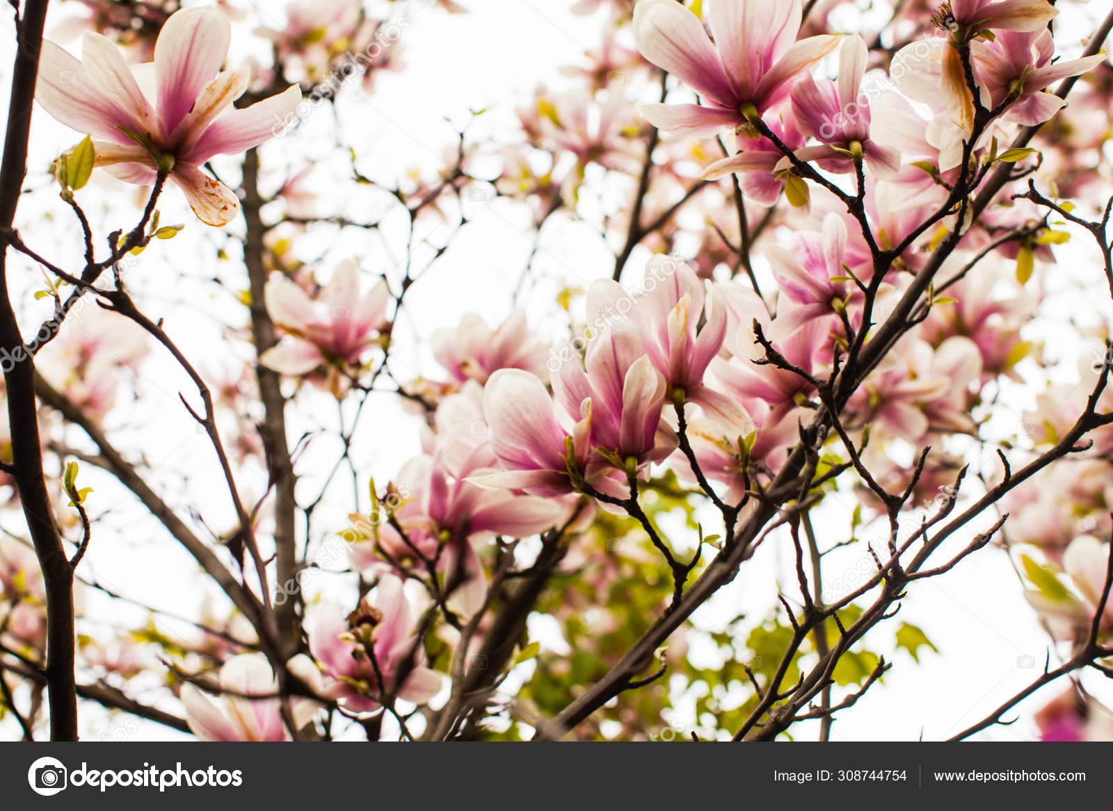 Flowering Magnolia liliflora in the city park Stock Photo by ©oksixx  308744754