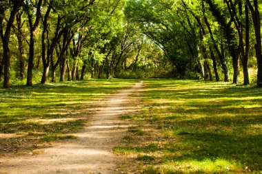 Güneşli gün boyunca fairytale orman manzara