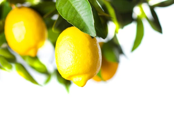 Citron frukter närbild med gröna blad — Stockfoto