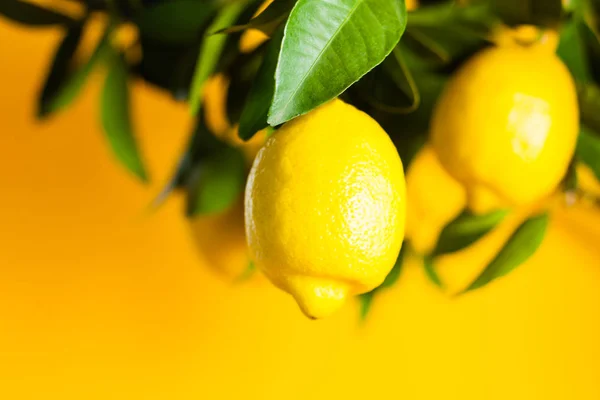 Limone, frutti sul ramo da vicino — Foto Stock