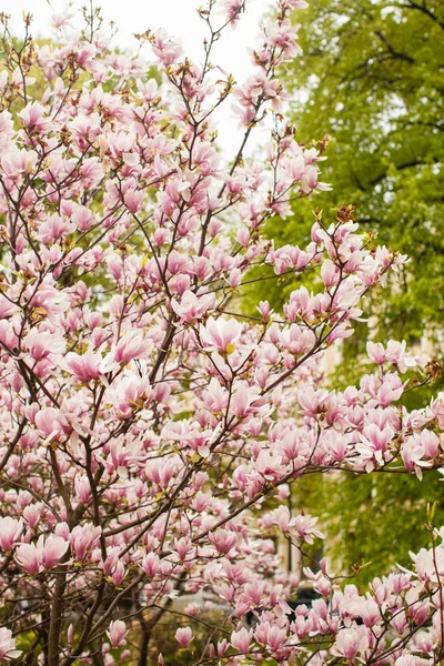 Floración Magnolia liliflora en el parque de la ciudad —  Fotos de Stock