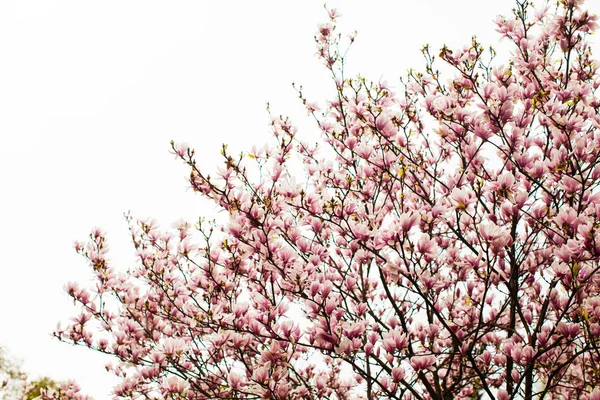 Blommande magnolia liliflora i stadsparken — Stockfoto