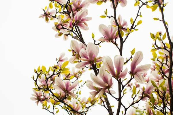 Flowering Magnolia liliflora in the city park — Stock Photo, Image