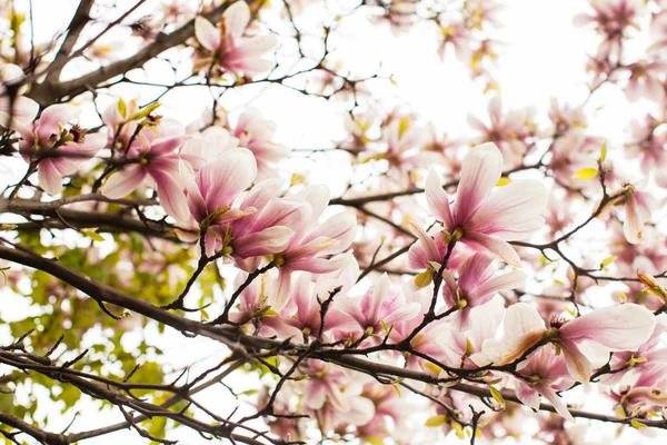 Flowering Magnolia liliflora in the city park — Stock Photo, Image