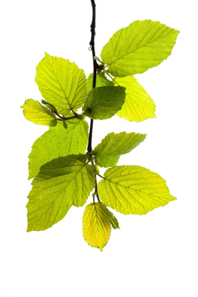 Green leaves of hazelnut tree isolated on white — Stock Photo, Image