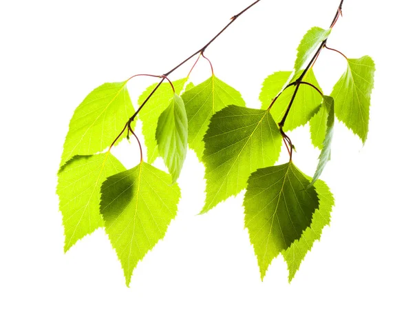 Fresh green leaves of birch for design — Stock Photo, Image