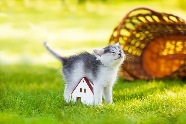 小快乐灰色小猫衣服的房子模型 — 图库照片