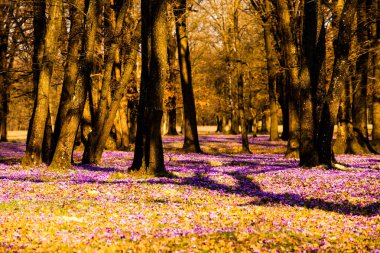 Milli parkta safran çayır çiçekleri