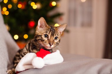 Noel Baba şapkalı Bengal kedisi sandalyede oturuyor, Noel arifesi