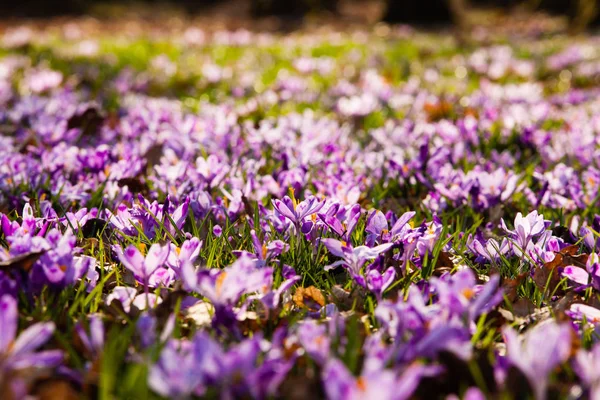 Saffron meadow flowers in the national park — Stock Photo, Image