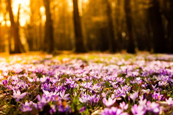 Flores del prado del azafrán en el parque nacional —  Fotos de Stock