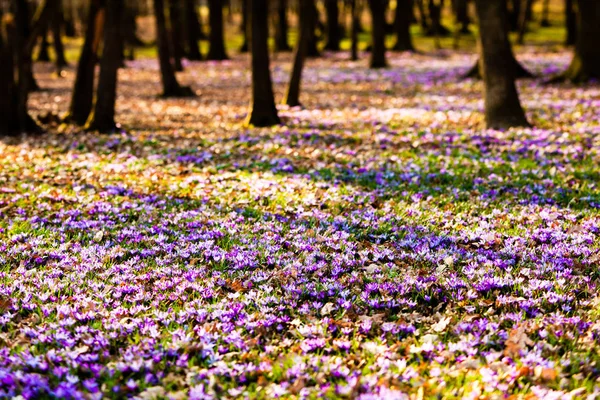 Szafran kwiatów łąki w parku narodowym — Zdjęcie stockowe