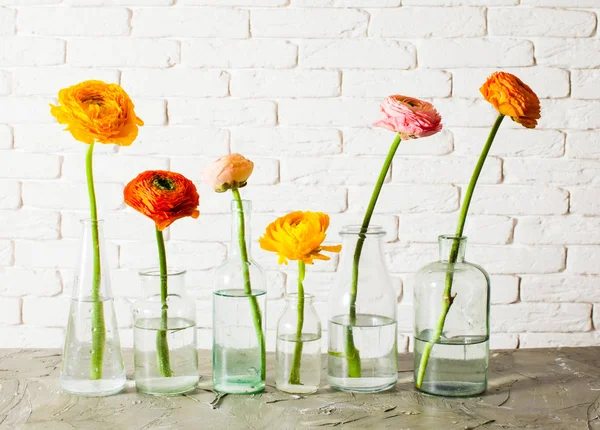Single ranunculus flowers each in glass vase — Stock Photo, Image
