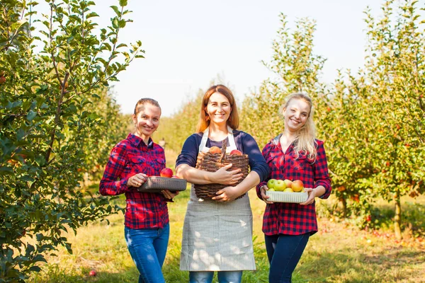 Три женщины собирают органические яблоки, концепция внешнего рынка — стоковое фото