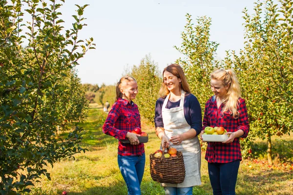 Sadu jablek. Koncept sklizně. Tři ženy — Stock fotografie