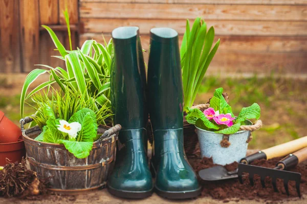 Gumowe buty między zielonymi garnkami i glebą — Zdjęcie stockowe