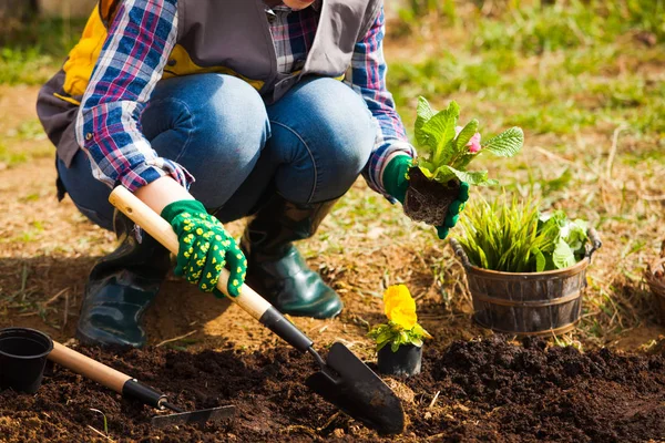 Close up hands in green gloves working on flower bed — Stock Photo, Image