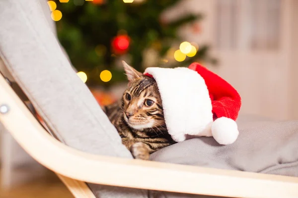 Bengalkatze mit Weihnachtsmütze am Stuhl sitzend, Heiligabend — Stockfoto