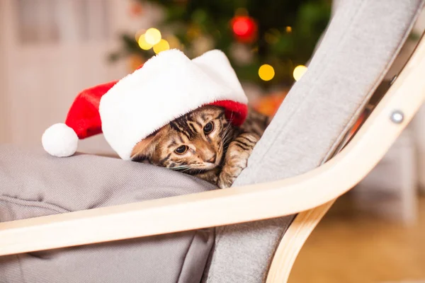 Bengalkatze mit Weihnachtsmütze am Stuhl sitzend, Heiligabend — Stockfoto