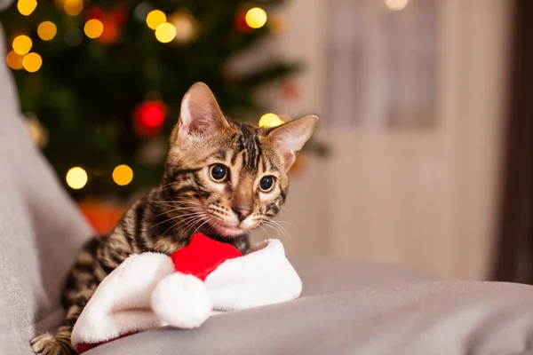 Bengalkatze mit Weihnachtsmütze am Stuhl sitzend, Heiligabend — Stockfoto