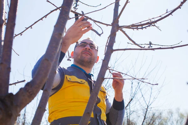 Young man, the gardener with secateurs working