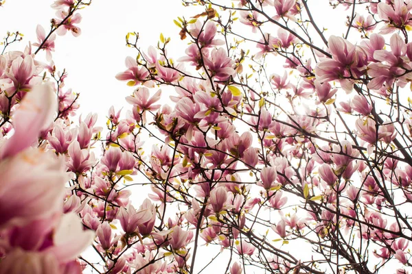 Flowering Magnolia liliflora on the bush close up — Stock Photo, Image