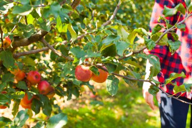 Ağaçta sağlıklı organik elmalar, sonbahar bahçesi.