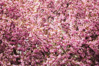 Arka planda çiçek açan büyük ağaç deseni