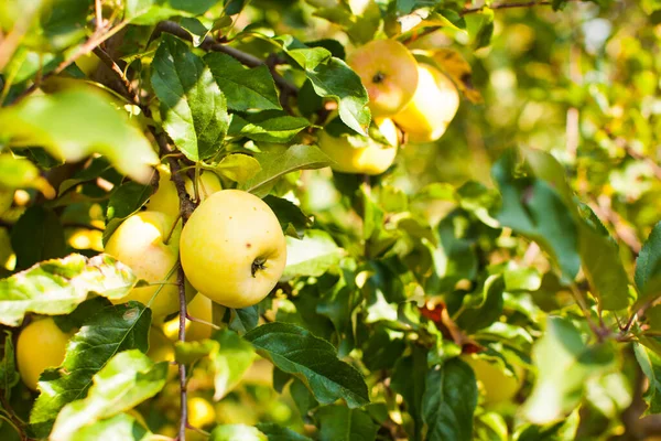 Здоровые органические яблоки закрываются на ветке — стоковое фото